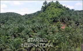 RBD palm stearin