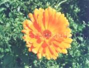 Zeaxanthin(sales5 at lgberry dot com dot cn )