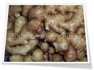 Fresh Ginger,Young Ginger Roots