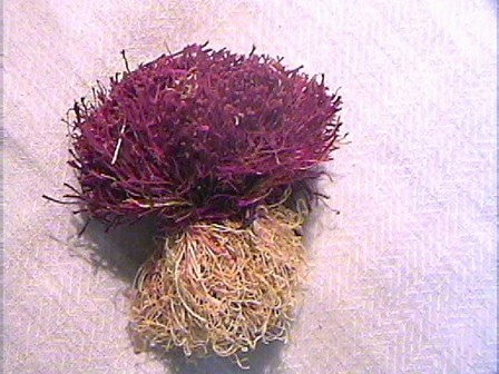 Iran (Islamic Republic of) Pure Saffron