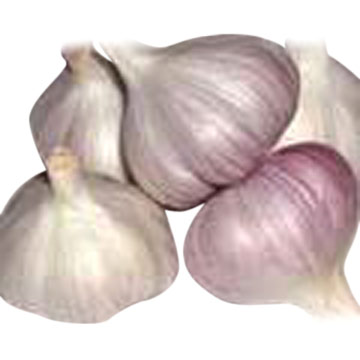Normal Garlic