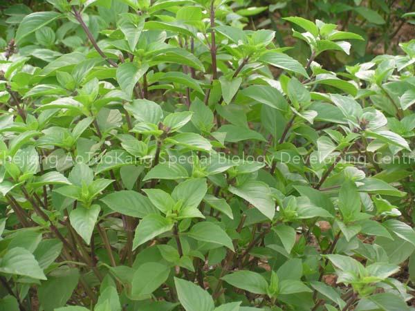 fresh sweet basil leaves,cinnamon basil