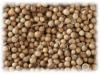 Coriander (India)