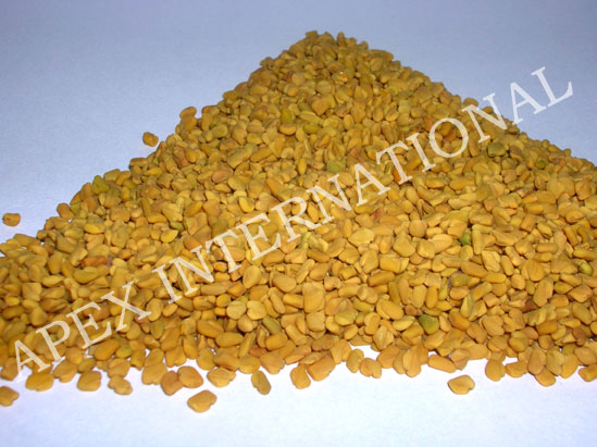 India Whole Fenugreek Seeds, Methi, Trigonella Foenum-Graecum