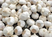 China (Mainland) Chinese Super Garlic