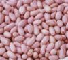 India Ground Nuts