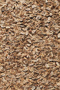 India Dill Seeds