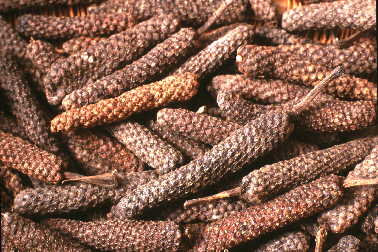 Indonesia Long Pepper