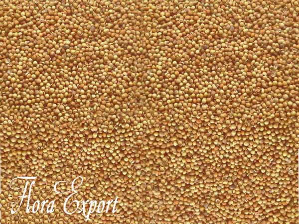Egypt Coriander Seeds