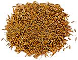 India Cumin Seeds