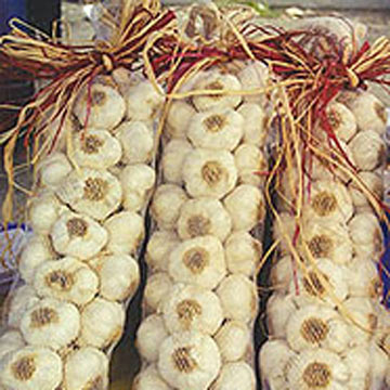 Garlic