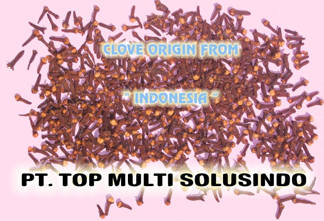 Indonesia Clove Origin From Indonesia