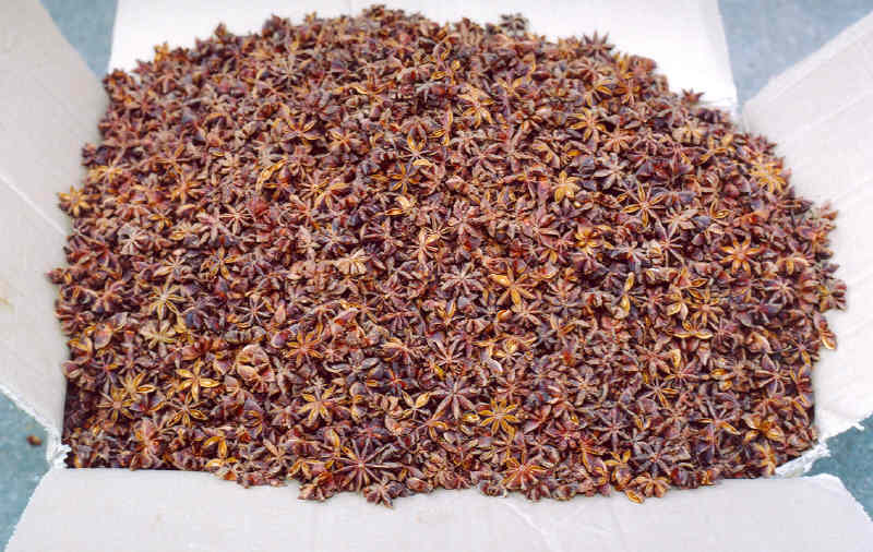 Vietnam Star Aniseeds