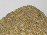 Iran (Islamic Republic of) Iran Cumin Seeds