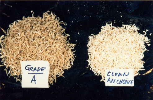 Indonesia Dried Anchoive