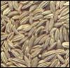 Fennel Seeds (China (Mainland))