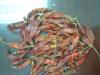 Spices From India (India)