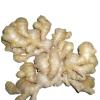 Ginger (Nigeria)