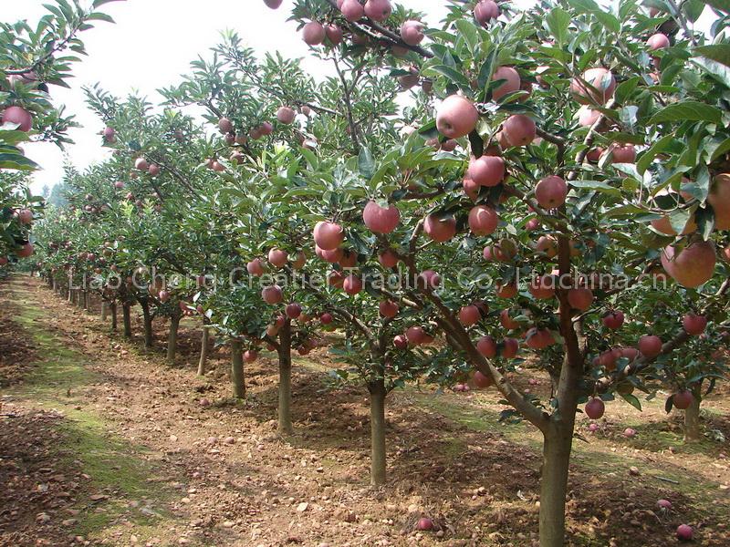 Gala apple