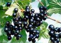 IQF Black Currant