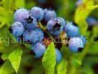 iqf wild blueberry(sales5 at lgberry dot com dot cn )