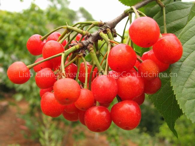fresh cherry