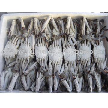 frozen crab