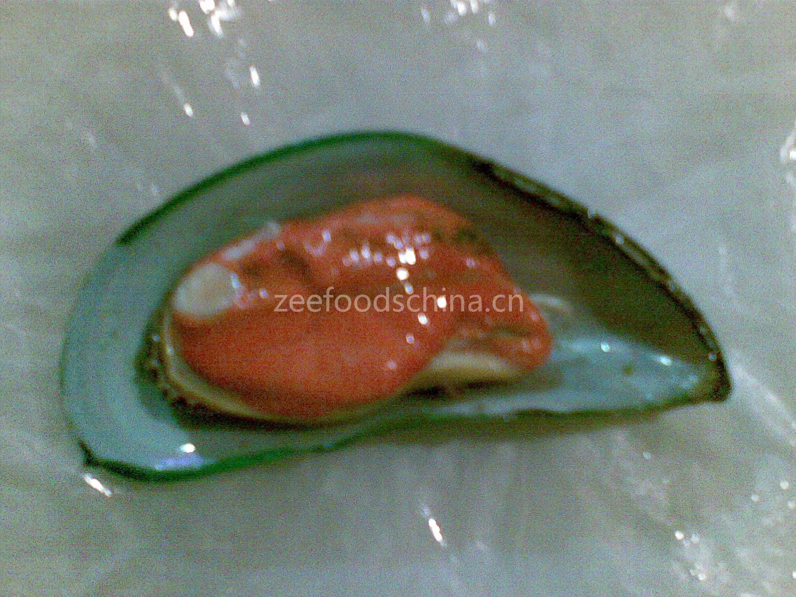 GREEN MUSSEL