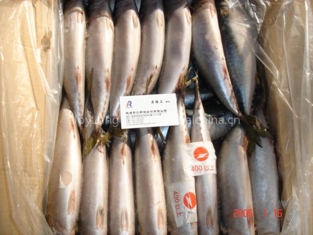 mackerel