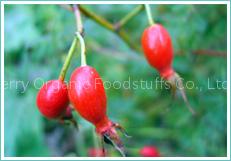 iqf wild rose hip(sales5 at lgberry dot com dot cn )
