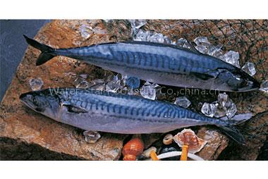 mackerel