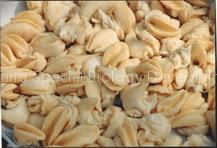 Frozen meat of White Jade Snail(II)