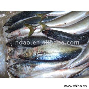 Pacific Mackerel