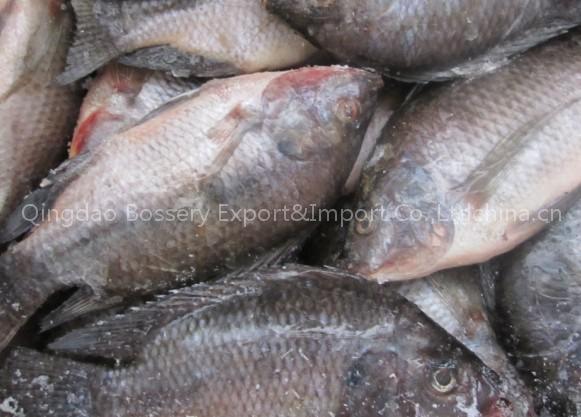 frozen tilapia