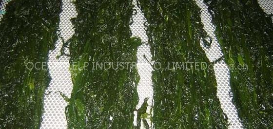 Salted Wakame