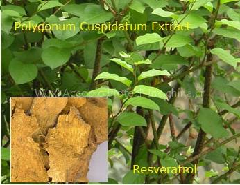 Resveratrol