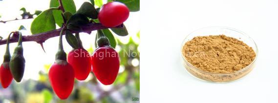 Goji Extracts