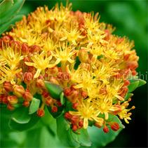 Rhodiola Rosea Extract