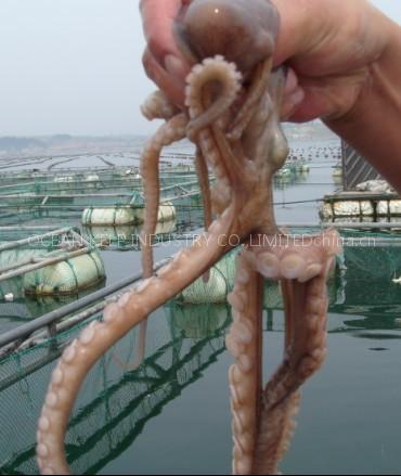 Fresh octopus