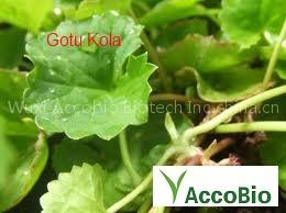 Gotu Kola P.E