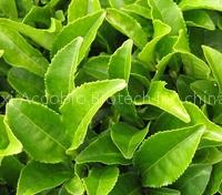 Green Tea Extract