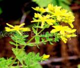 St. John's Wort P.E