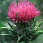 Milk Thistle P.E