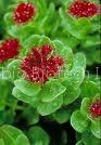 Rhodiola Rosea Extract Series