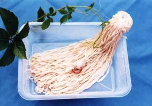 nature hog casing