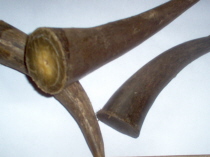 Madagascar All Malagasy Products, Horn Tips Bos Taurus, Raw Materials In Stock