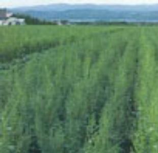 Italy Beet Sugar