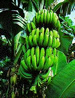 Nigeria Dried Bananas