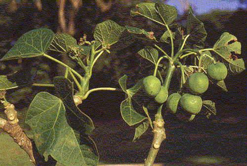 India Jatropha Curcas Seeds