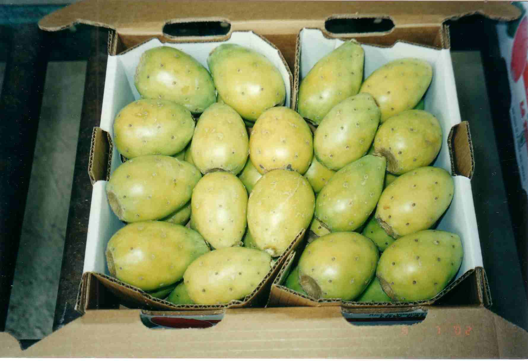 Mexico Cactus Pear